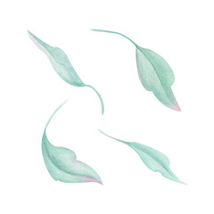 A pastel set of green leaves on white background. Watercolor illustration, hand drawn for wrappers, wallpapers, postcards, greeting cards, wedding invitations, romantic events