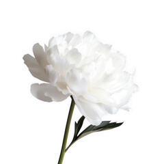 White peony flower isolated on transparent background