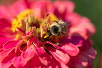 bee on a flower
