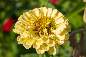 yellow dahlia flower