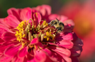 bee on flower