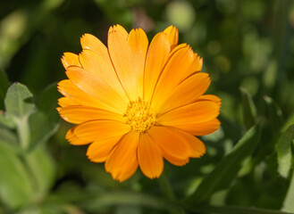 yellow flower in the garden