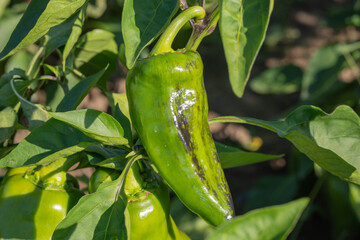 green peppers on the vine