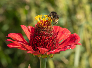 bee on a flower