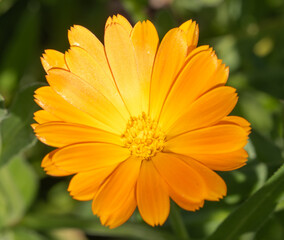 orange flower with dew drops