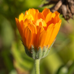 orange flower in the garden