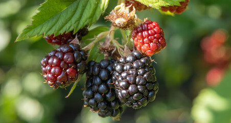 blackberry