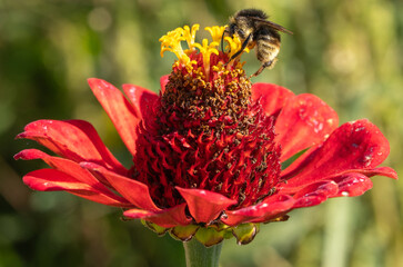 bee on flower