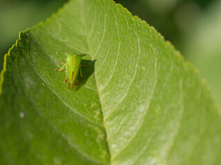 macro of a leaf with a green bug