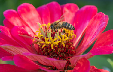bee on a flower