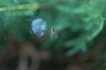 spider on the web