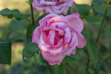 pink rose in the garden