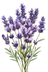 Obraz premium A bunch of purple lavender flowers isolated on a transparent background