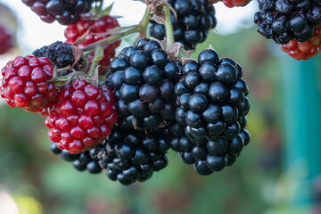 blackberry bush in the garden