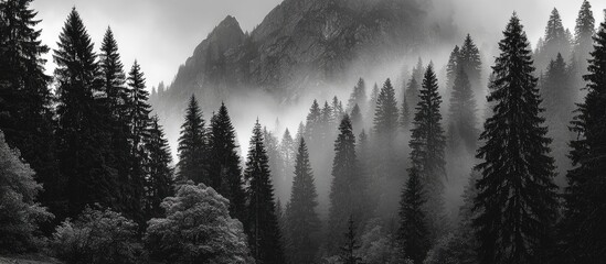 Misty mountain forest in black and white