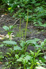 Broadleaf plantain Plantago major grows in a natural setting among diverse green foliage in late spring