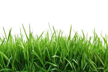 Fototapeta premium Closeup of vibrant green grass blades with tiny water droplets isolated on a clean transparent background