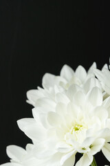 Fototapeta premium 白色のスプレー菊を黒背景でマクロ撮影02