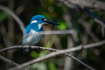 Small Blue Kingfisher on a branch