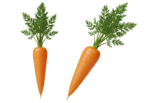 Isolated pair of fresh ripe raw carrots with green stems for healthy diet, plant based meal