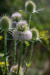 Wild teasel blooms prominently in a vibrant natural setting during late spring showcasing unique floral structures and spiky silhouettes