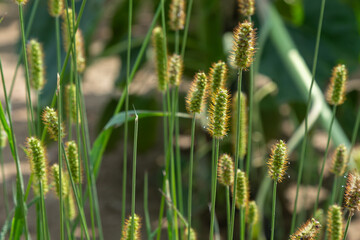 Setaria viridis showcasing green foxtail grass growing in a natural habitat under bright sunlight during the warm season