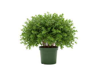 Isolated potted myrtle bush in green container for indoor decoration with natural look