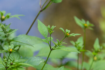 Observation of Bidens tripartita commonly known as three-lobe beggarticks thriving near a water source during a sunny afternoon in a natural setting
