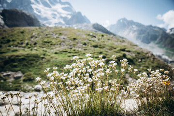 Colourful flowers bloom in the wild in mountain meadows and fields. Flowers of different shapes and colours grow on the green grass of an alpine meadow in summer