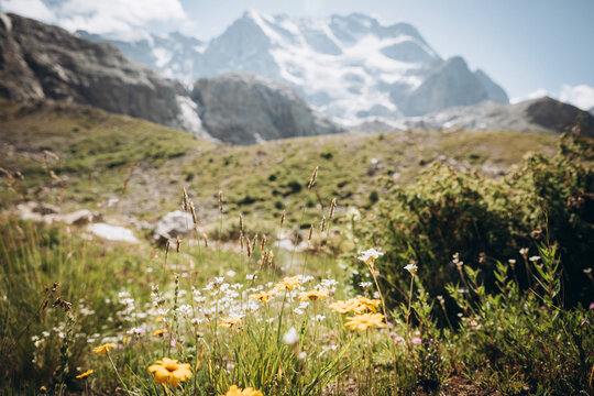 Colourful flowers bloom in the wild in mountain meadows and fields. Flowers of different shapes and colours grow on the green grass of an alpine meadow in summer