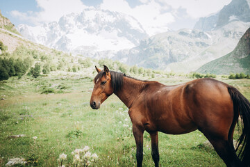 Beautiful brown horse eating grass against the backdrop of snowy mountains. Ullu-Tau mountain
