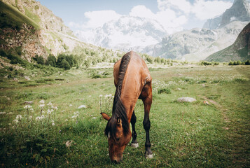 Beautiful brown horse eating grass against the backdrop of snowy mountains. Ullu-Tau mountain