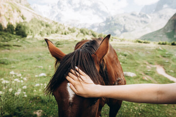 Female hand stroking head of brown horse. Close-up portrait of horse. Concept of tenderness and care for animals