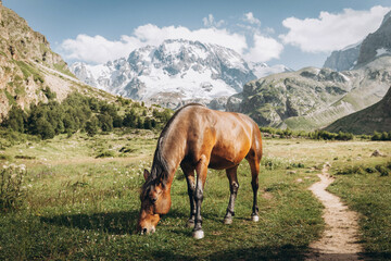 Beautiful brown horse eating grass against the backdrop of snowy mountains. Ullu-Tau mountain