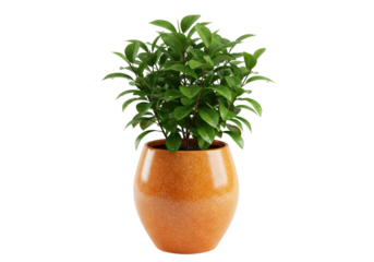 Isolated potted plant featuring vibrant green leaves, ready for seamless integration into design works