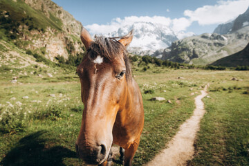 Beautiful brown horse eating grass against the backdrop of snowy mountains. Ullu-Tau mountain