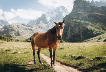 Beautiful brown horse eating grass against the backdrop of snowy mountains. Ullu-Tau mountain