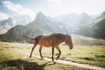 Beautiful brown horse eating grass against the backdrop of snowy mountains. Ullu-Tau mountain