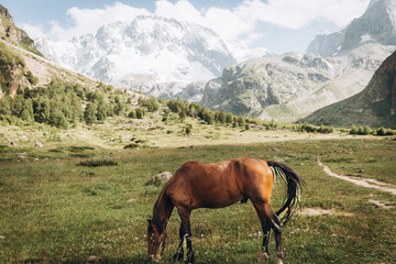 Beautiful brown horse eating grass against the backdrop of snowy mountains. Ullu-Tau mountain