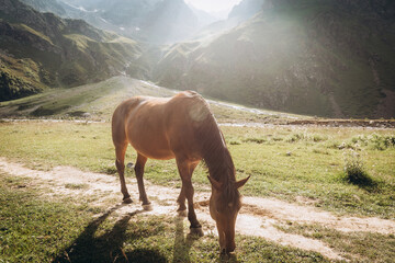 Beautiful brown horse eating grass against the backdrop of snowy mountains. Ullu-Tau mountain