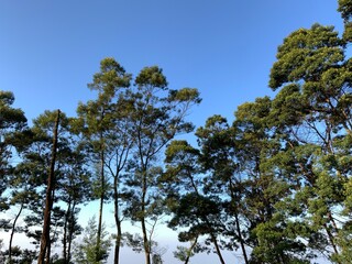 An upward view of the tops of several tall trees, with their green foliage and branches silhouetted against a vibrant, clear blue sky on a bright day.