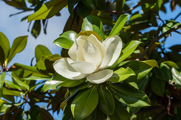 Stunning white magnolia flower in full bloom, surrounded by lush green leaves against clear blue sky. Magnolias grow in public park "Riviera" in the city of Sochi.