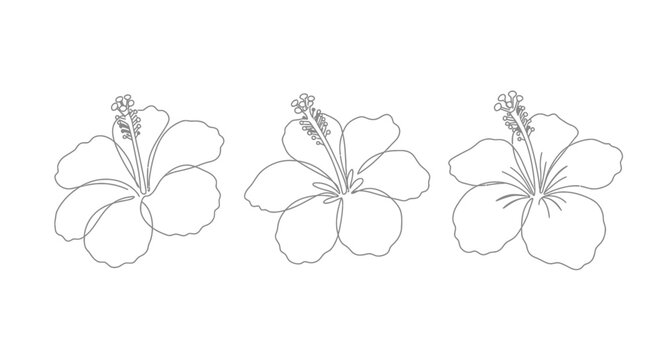 Three delicate hand drawn hibiscus flowers in a simple outline sketch style creating a beautiful floral pattern silhouette