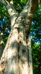 Close-up tree trunk