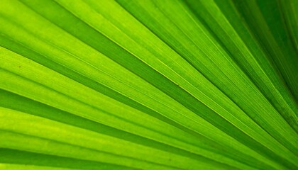 Close-up vibrant green palm leaf