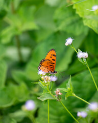 orange butterfly on the wide flower