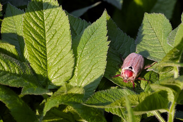 A May Beetle Or Cockchafer (Melolontha) Covered In Pollen, Resting On Green Leaves And Lit By Evening Sunlight. Macro Insect Wildlife.