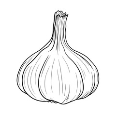 Garlic clove coloring page