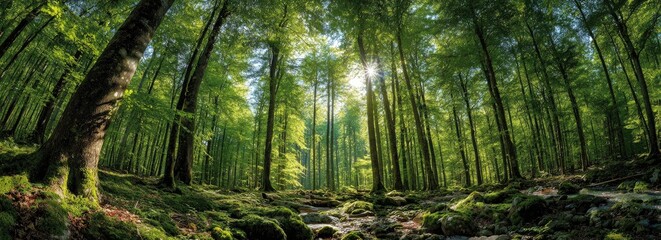 Lush green forest with sunlight filtering through tall trees