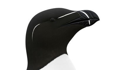 Razorbill Head CloseUp Black Feathers White Markings Distinctive Beak Detail